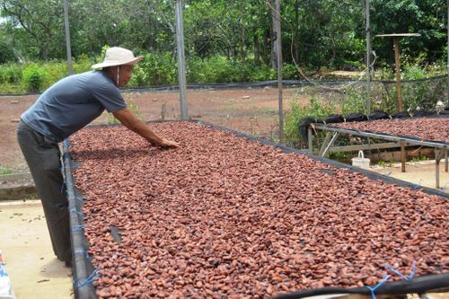 Công nghiệp chế biến nông sản, đặc sản địa phương ở Đắk Sắk còn nhỏ lẻ