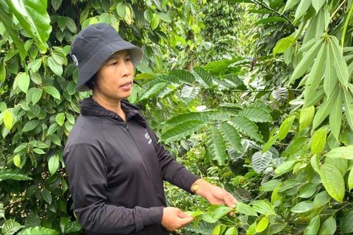 Vườn tiêu hữu cơ của thành viên trong chuỗi liên kết luôn tuân thủ nghiêm ngặt quy trình chăm sóc theo chuẩn quốc tế