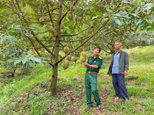 Thu nhập người dân khu vực Đam Rông nâng cao nhờ chuyển đổi, trồng xen sầu riêng