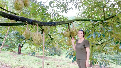 Vườn sầu riêng của gia đình chị Đinh Thị Hóa