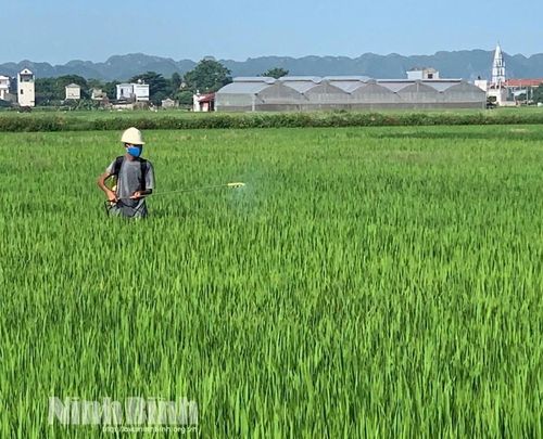 Nông dân xã Yên Từ phun trừ sâu bệnh, bảo vệ lúa mùa.