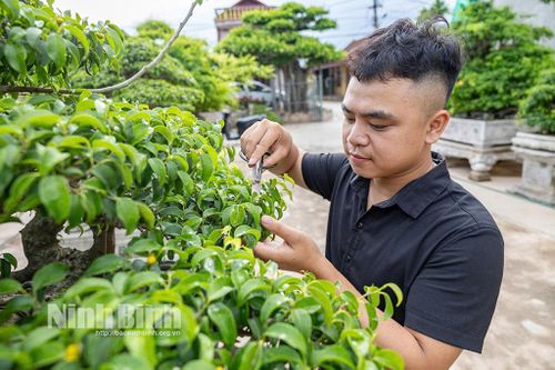 Người dân xã Hải Tiến phát triển kinh tế gia đình từ nghề làm cây cảnh.