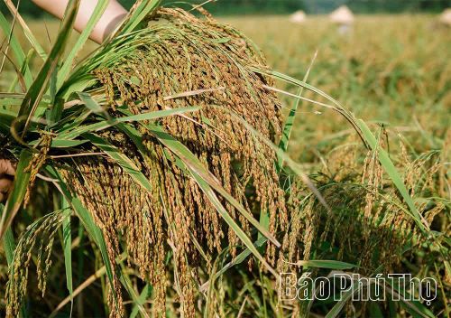 Lúa nếp Khoái Đen cho bông chắc hạt, nặng trĩu khi được canh tác trên những thửa ruộng trũng ở xã Chí Đám.