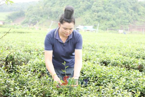 Nông dân xã Phiêng Cằm kiểm tra sinh trưởng và phát triển cây chè.