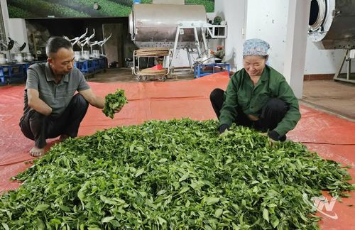 Bao năm qua, vợ chồng ông Phạm Ngọc Tuy đều cùng nhau vun vén qua những năm tháng khó nhọc, xây dựng lên thương hiệu chè Tuy Ánh.