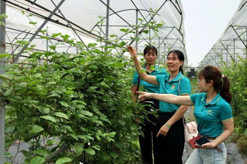Hội Nông dân các địa phương đến tham quan mô hình ứng dụng công nghệ cao trong sản xuất rau hữu cơ của Hợp tác xã sản xuất và tiêu thụ rau hữu cơ công nghệ cao Cuối Quý, xã Đan Phượng. Ảnh: HND