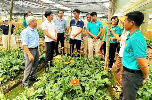 Hội Nông dân các địa phương đến tham quan, học tập kinh nghiệm trồng hoa đồng tiền của Hợp tác xã hoa Đồng Tháp, xã Đan Phượng. Ảnh: HND