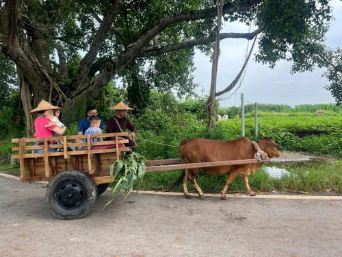 Các gia đình thích thú khi trải nghiệm dịch vụ mới tại Đường Lâm. Ảnh: H.L