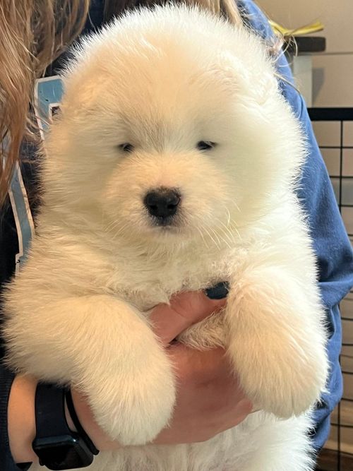  Samoyed đứng thứ 55 trong danh sách những giống chó được ưa chuộng nhất tại Mỹ năm 2025. Ảnh: Atomic Samoyeds. 