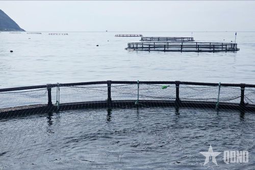 Nuôi cá trong lồng HDPE tại khu vực Đầm Bấy, phường Nha Trang, tỉnh Khánh Hòa. Ảnh: BÁ DUY