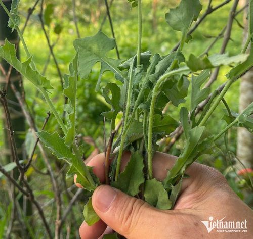 Cây rau má lá rau muống hỗ trợ hanh nhiệt, giải độc