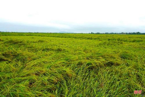 Nhiều diện tích lúa hè thu sắp thu hoạch ở Hà Tĩnh bị đổ, ngã do mưa lớn. Ảnh: NCL