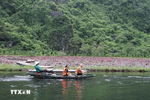 Mùa hoa súng tím mang đến trải nghiệm đáng nhớ cho du khách trong hành trình khám phá Ninh Bình. (Ảnh: Thùy Dung/TTXVN)