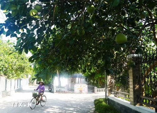 Ngoài lợi ích kinh tế, đặc sản bưởi thanh trà, phường Thủy Xuân, thành phố Huế, còn được trồng để tạo cảnh quan trước nhà và ven đường. (Ảnh: Nguyên Lý/TTXVN)