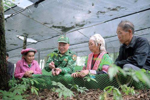 Bộ đội Biên phòng Lai Châu hướng dẫn đồng bào Mông bản Vàng Ma Chải trồng sâm Lai Châu.