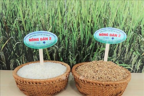 Giống lúa Nông Dân 2 có hạt gạo dài (6,81–6,91 mm), hàm lượng amylose thấp, cơm mềm, có mùi thơm nhẹ và màu cơm trắng, đáp ứng tốt xu hướng tiêu dùng gạo chất lượng cao và có tiềm năng lớn phục vụ xuất khẩu. Ảnh: Thu Hiền/TTXVN