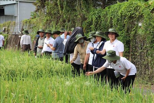 Các nông dân tham quan ruộng lúa giống trình diễn của Đại học Cần Thơ.