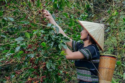 Tỉnh Lâm Đồng hiện có diện tích cà phê lớn nhất cả nước.