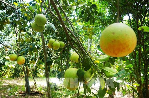 Vườn bưởi thanh trà, phường Thủy Xuân, thành phố Huế cho năng suất cao khi vào chính vụ. Ảnh: Nguyên Lý - TTXVN