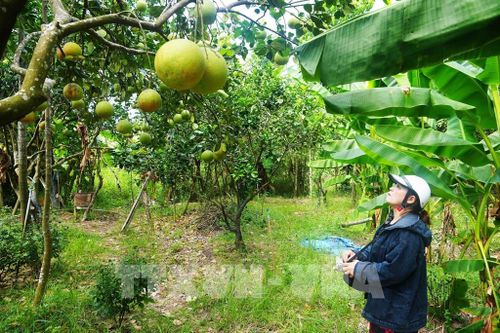 Chủ vườn bưởi thanh trà, phường Thủy Xuân, thành phố Huế kiểm tra trước khi thu hoạch chính vụ năm 2026. Ảnh: Nguyên Lý - TTXVN
