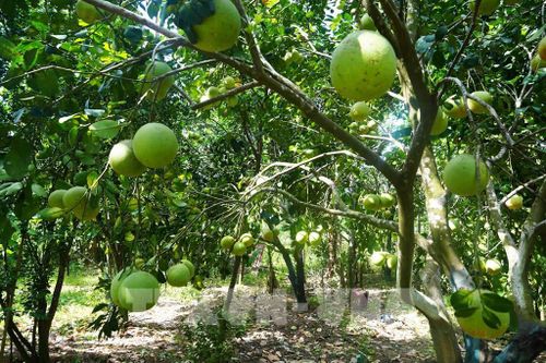 Vườn bưởi thanh trà, phường Thủy Xuân, thành phố Huế, cho năng suất cao khi vào chính vụ. Ảnh: Nguyên Lý - TTXVN