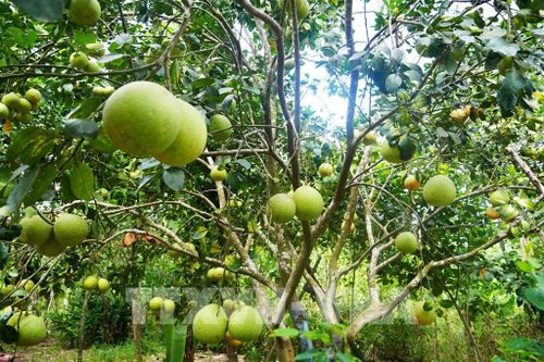 Vườn bưởi thanh trà, phường Thủy Xuân, thành phố Huế cho năng suất cao khi vào chính vụ. Ảnh: Nguyên Lý - TTXVN