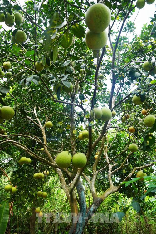 Bưởi thanh trà, phường Thủy Xuân, thành phố Huế cho năng suất cao khi vào chính vụ. Ảnh: Nguyên Lý-TTXVN