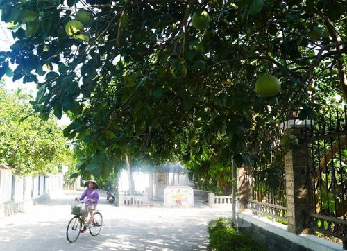 Ngoài lợi ích kinh tế, đặc sản bưởi thanh trà, phường Thủy Xuân, thành phố Huế, còn được trồng để tạo cảnh quan trước nhà và ven đường. Ảnh: Nguyên Lý - TTXVN