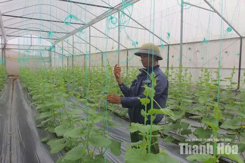 Mô hình trồng dưa Kim Hoàng hậu trong nhà màng của người dân xã Nga Sơn.