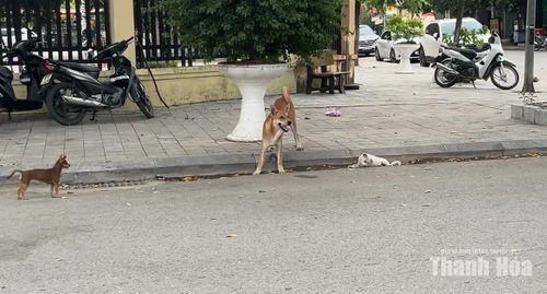 Không chỉ tại các công viên, trên nhiều tuyến phố của phường Hạc Thành cũng dễ bắt gặp chó thả rông, không đeo rọ mõm.