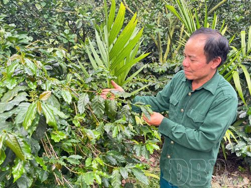 Người dân xã Mường Ảng chăm sóc cà phê.