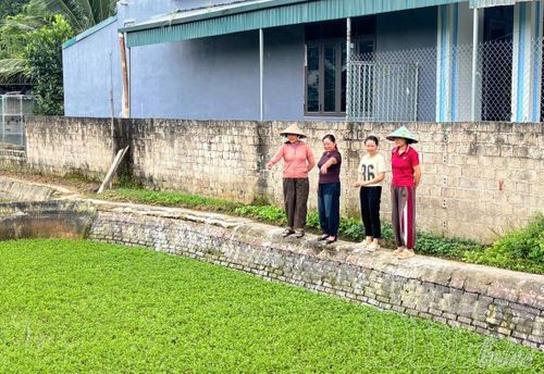 Rau cần đem lại hiệu quả kinh tế cao cho một số hộ dân thôn Việt Thanh, xã Thanh Nưa.