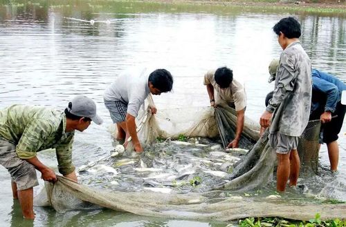 Tỉnh đang khuyến khích người dân ứng dụng công nghệ tiên tiến trong nuôi thủy sản. Ảnh: Đức Thuỵ