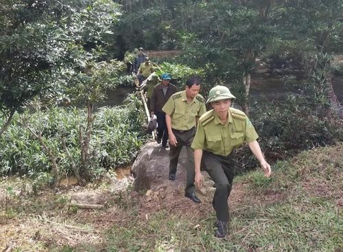 Thời gian tới, tỉnh Gia Lai sẽ có chính sách khuyến khích người dân tham gia trồng rừng cây gỗ lớn. Ảnh minh họa: T.L