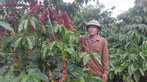 Vườn cà phê tái canh đạt năng suất cao của Công ty TNHH MTV Cà phê Ia Grai. Ảnh: N.D