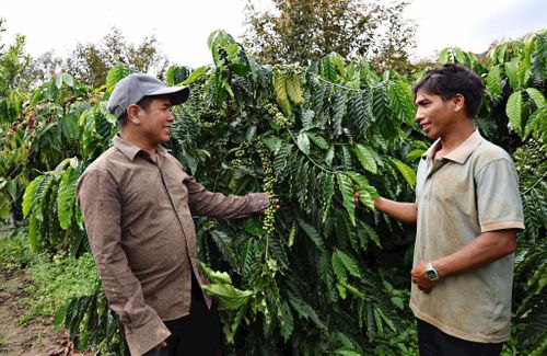 Già làng, người có uy tín Kròng, xã Đam Rông 2 chia sẻ kinh nghiệm trồng cà phê đạt năng suất cao cho người dân trong thôn