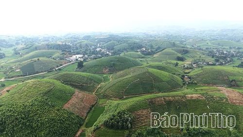 Xã Minh Đài đang duy trì hơn 2.263 ha chè, trong đó, khoảng 2.223 ha đang cho sản phẩm.