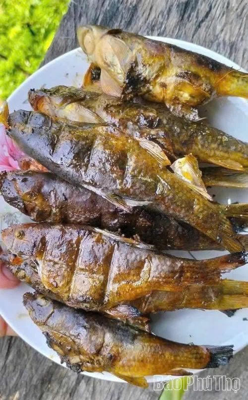 Cá sứt được chế biến thành nhiều món ăn hấp dẫn, nhưng theo người dân địa phương, cách chế biến thơm ngon nhất là ướp gia vị và nướng trên than hoa. 