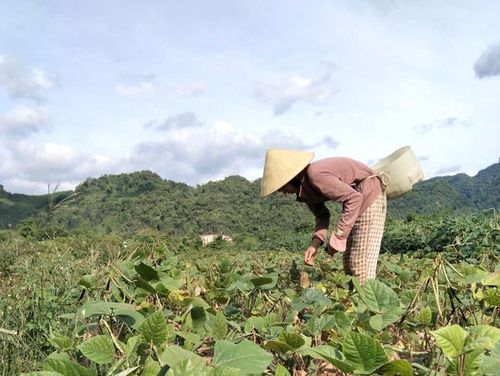 Nông dân Hợp tác xã sản xuất dịch vụ nông nghiệp tổng hợp Trường Sơn thu hoạch nông sản