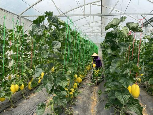 Ngành nông nghiệp tỉnh Quảng Trị áp dụng khoa học kỹ thuật, chuyển đổi số trong sản xuất giống cây trồng mang lại hiệu quả cao.