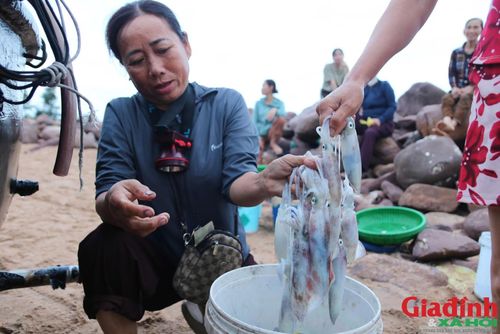 Thương lái nhanh tay phân loại những mẻ mực vừa được ngư dân đưa từ biển vào bờ.