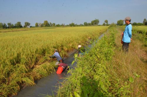 Tỉnh Cà Mau có diện tích nuôi tôm - lúa hơn 40.000 ha được nông dân thả nuôi luân canh hoặc nuôi ghép tôm càng xanh. Ảnh: Nguyên Du