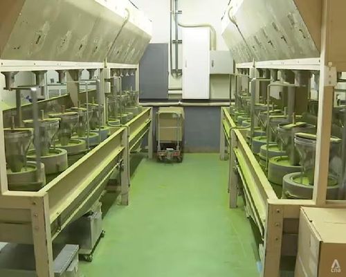 Tại nhà máy của Horii Shichimeien, những cối xay đá truyền thống nghiền lá tencha thành bột matcha mịn.