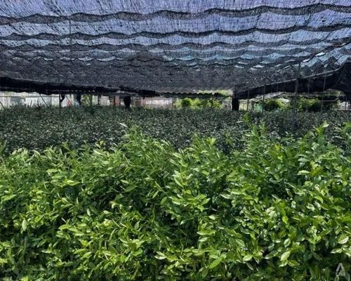 Cây trà được trồng dưới bóng râm tại một trang trại ở Nhật Bản, một kỹ thuật được sử dụng để trồng lá chè tencha để làm matcha.