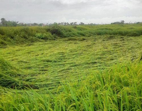 Nhiều diện tích lúa của người dân gãy, đổ, ngập úng
