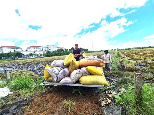 Sản xuất lúa gạo phục vụ xuất khẩu là một trong những thế mạnh của TP. Cần Thơ