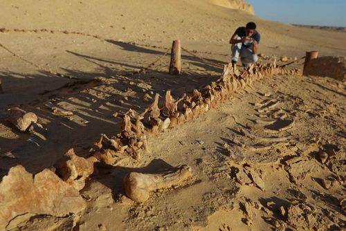 Hóa thạch cá voi tại Thung lũng Cá voi Wadi Al-Hitan ở Fayoum, Ai Cập, ngày 18/8/2026. Ảnh: THX/TTXVN phát