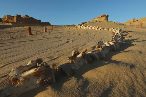Hóa thạch cá voi tại Thung lũng Cá voi Wadi Al-Hitan ở Fayoum, Ai Cập, ngày 18/8/2026. Ảnh: THX/TTXVN phát