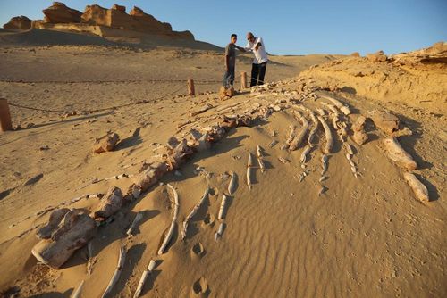 Hóa thạch cá voi tại Thung lũng Cá voi Wadi Al-Hitan ở Fayoum, Ai Cập, ngày 18/8/2026. Ảnh: THX/TTXVN phát