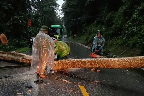 Cây gãy đổ trên Quốc lộ 7 đoạn qua xã Tam Quang. (Ảnh: CSCC)